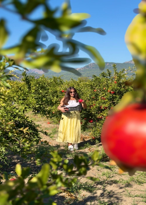 dalyan nar hasadı